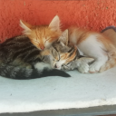 -asel adlı kullanıcı